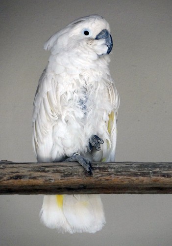 Umbrella Cockatoo