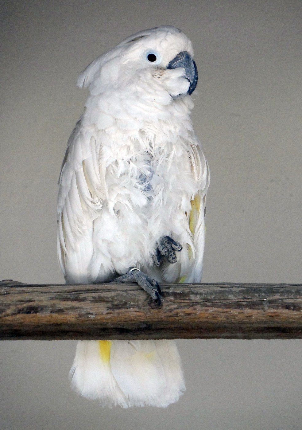 Umbrella Cockatoo Identification Guide