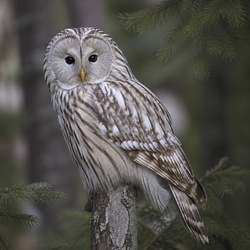 Ural Owl Identification Guide