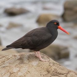 Variable Oystercatcher Identification Guide