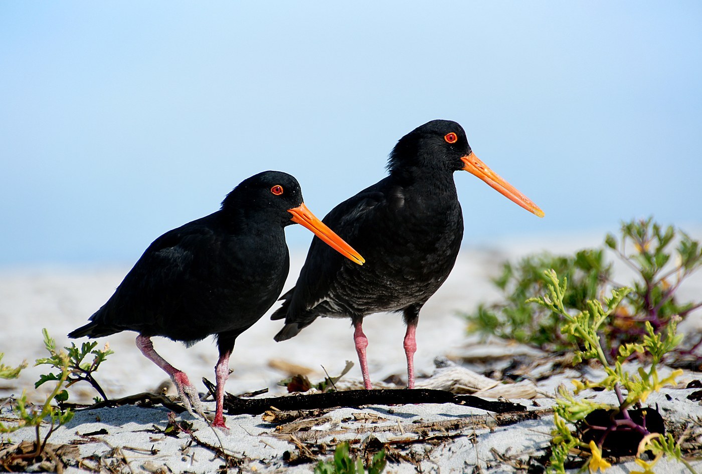Variable Oystercatcher Identification Guide