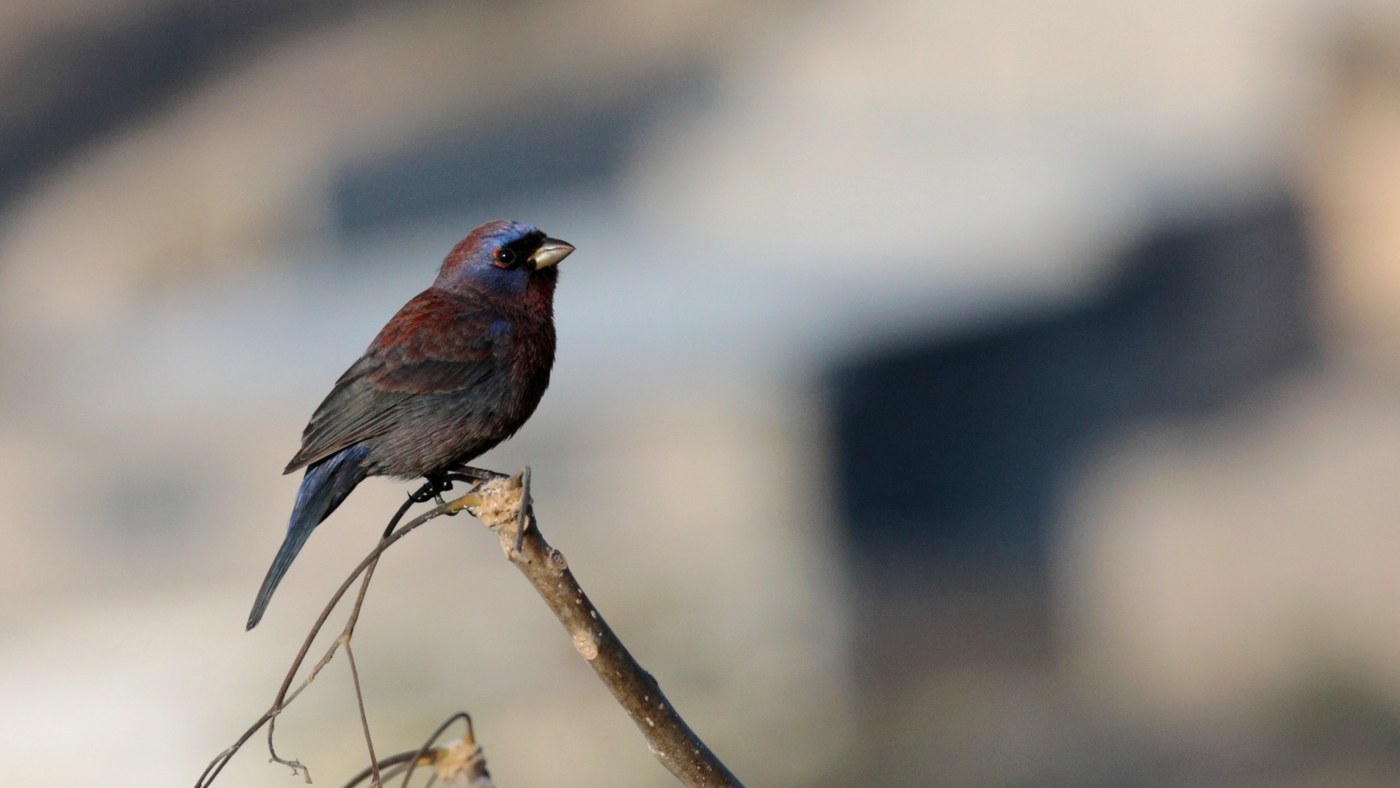 Varied Bunting (Passerina versicolor)
