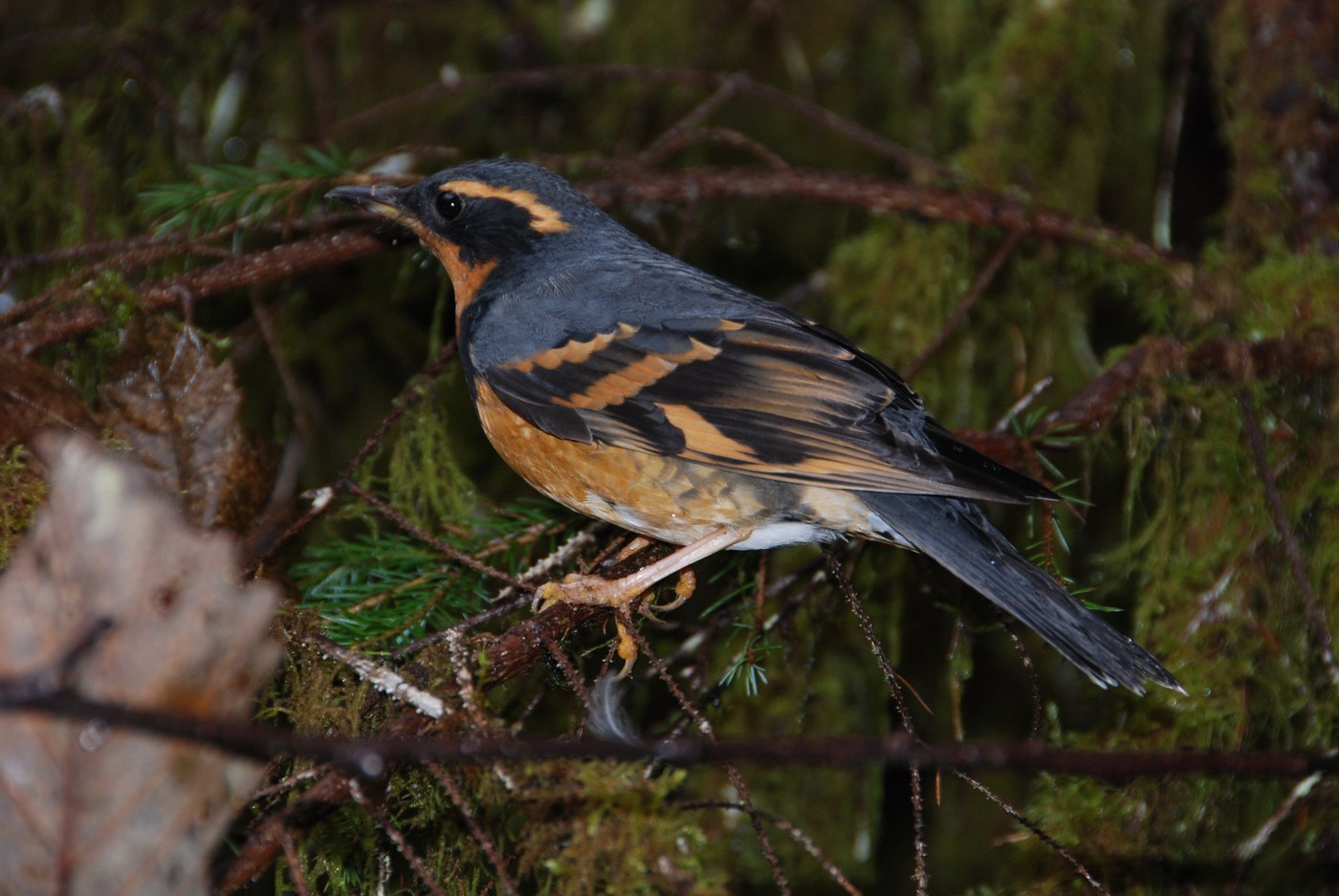 Varied Thrush (Ixoreus naevius)