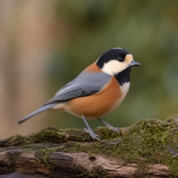 Varied Tit Identification Guide