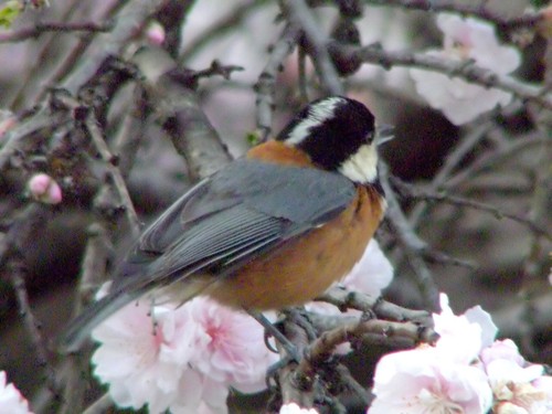 Varied Tit