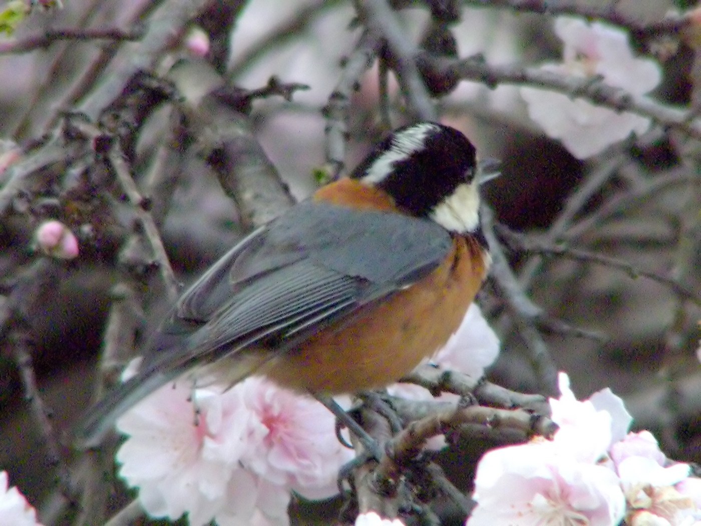 Varied Tit Identification Guide