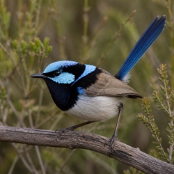 Variegated Fairywren Identification Guide
