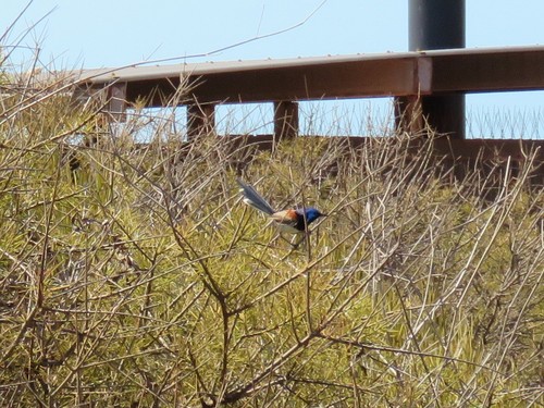 Variegated Fairywren