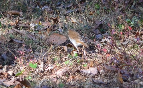 Veery