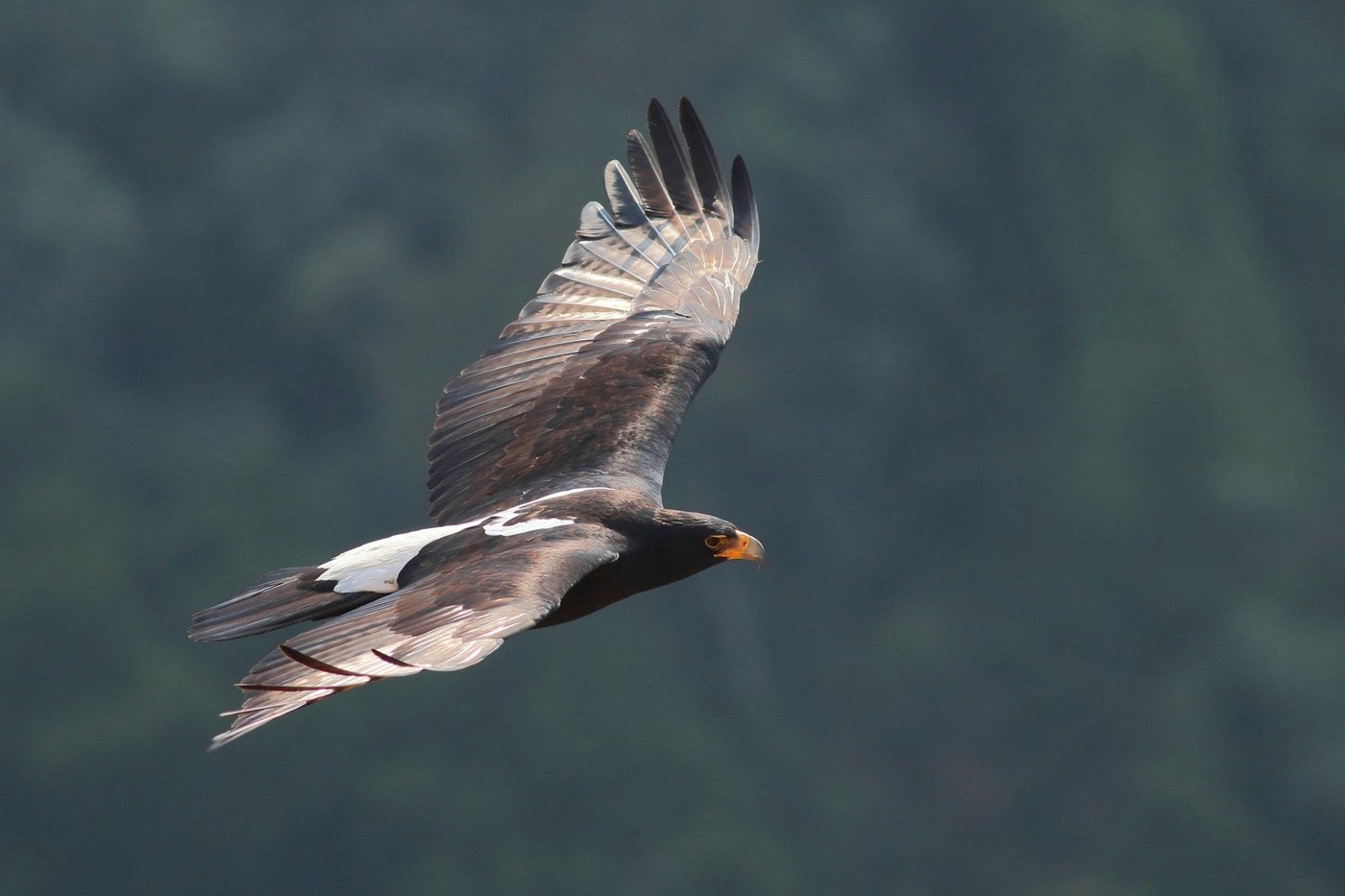 Verreaux's Eagle (Aquila verreauxii)