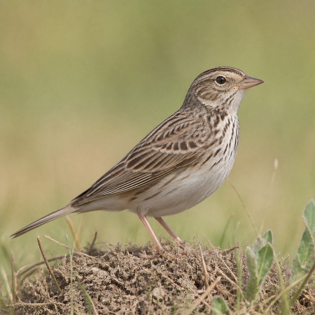 Vesper Sparrow (Pooecetes gramineus)