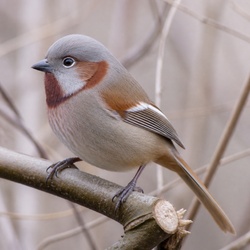 Vinous-throated Parrotbill Identification Guide