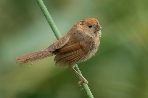 Vinous-throated Parrotbill