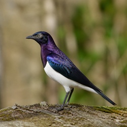 Violet-backed Starling Identification Guide