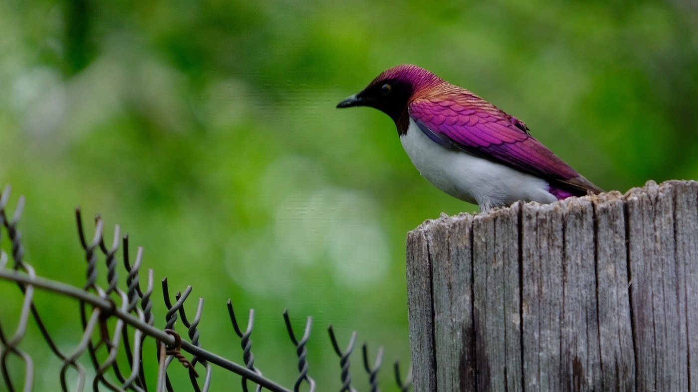 Violet-backed Starling Identification Guide