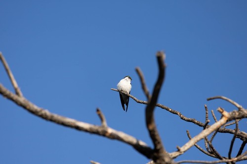 Violet-green Swallow