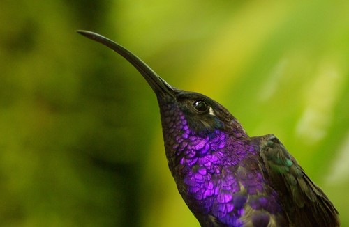 Violet Sabrewing