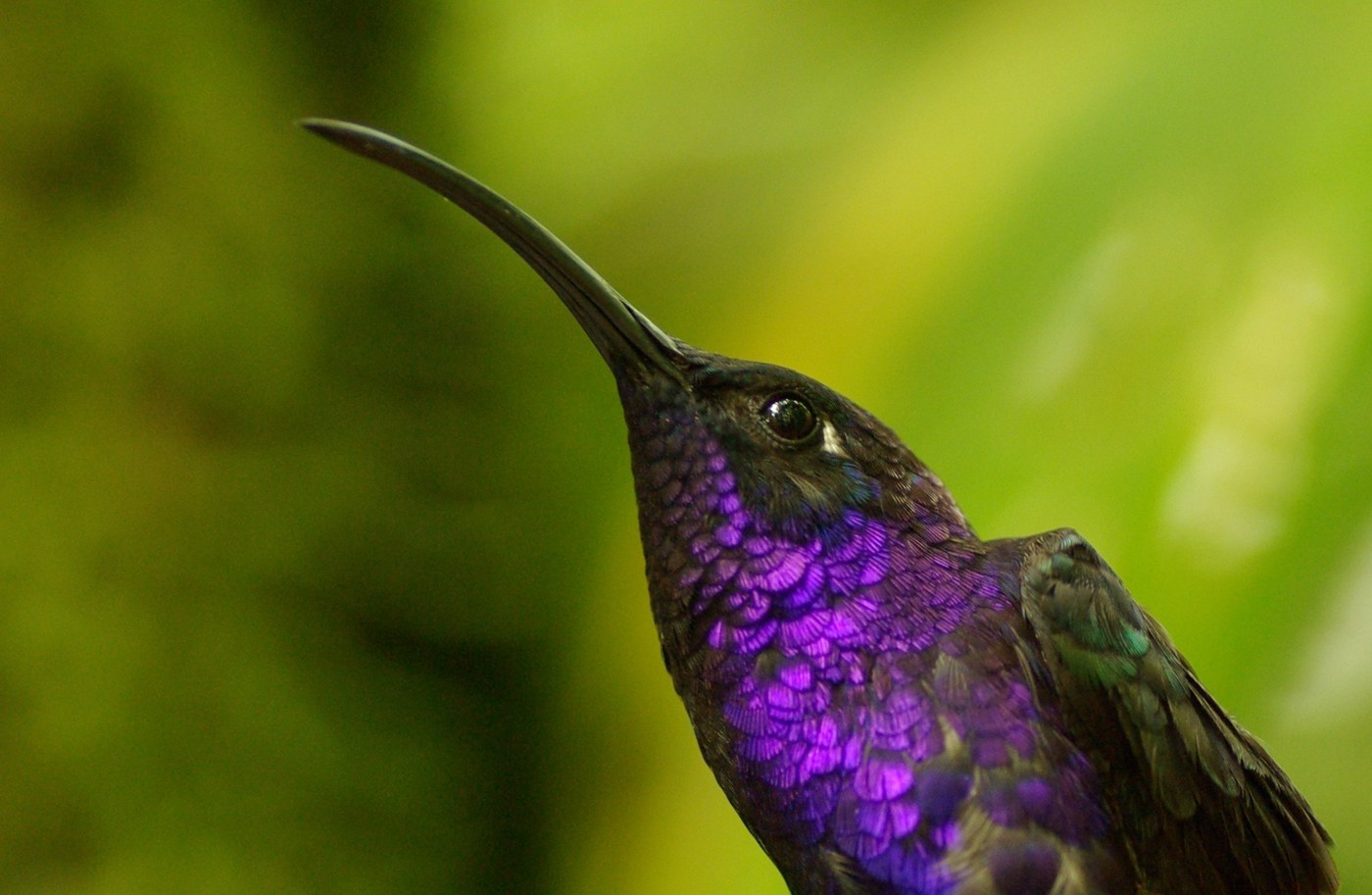 Violet Sabrewing (Campylopterus hemileucurus)