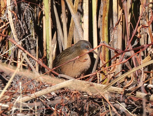 Virginia Rail
