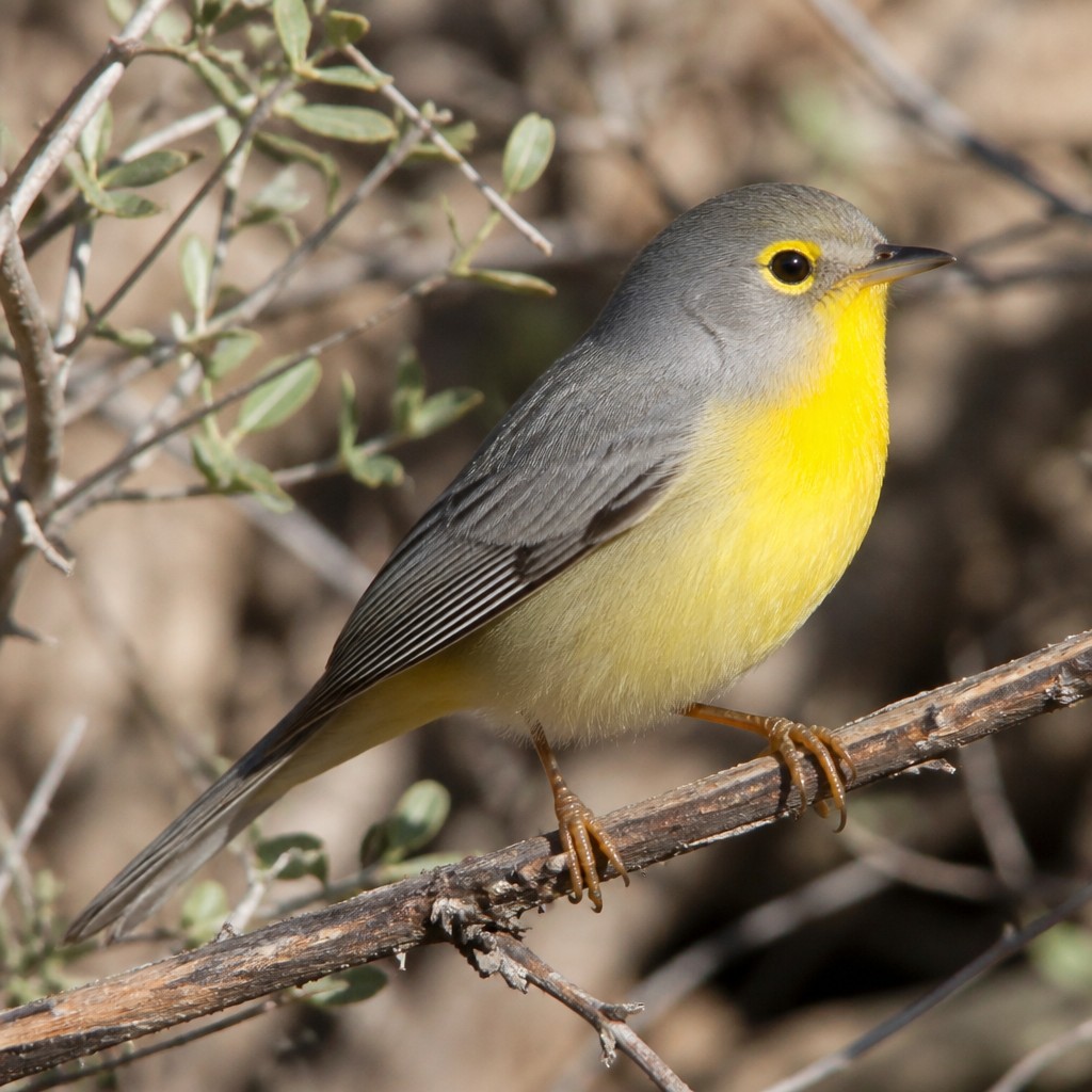 Virginia's Warbler (Leiothlypis virginiae)