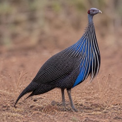 Vulturine Guineafowl Identification Guide
