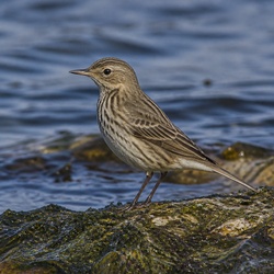 Water Pipit Identification Guide