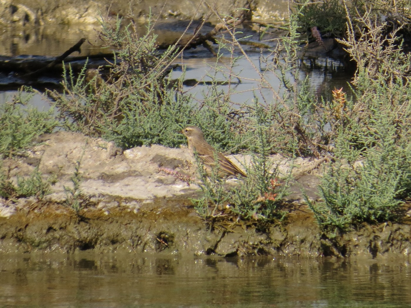 Water Pipit (Anthus spinoletta)