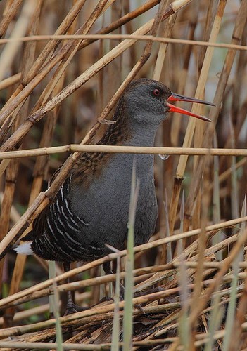 Water Rail