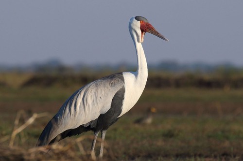 Wattled Crane