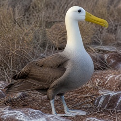 Waved Albatross Identification Guide