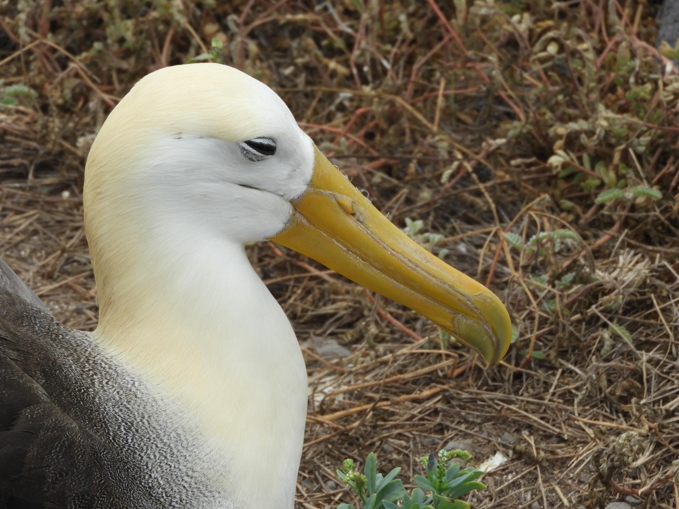 Waved Albatross (Phoebastria irrorata)
