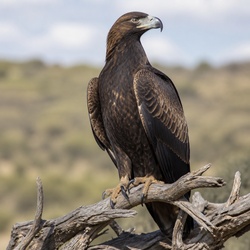 Wedge-tailed Eagle Identification Guide