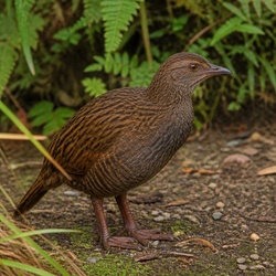 Weka Identification Guide
