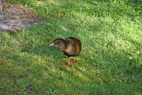 Weka