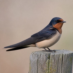 Welcome Swallow Identification Guide