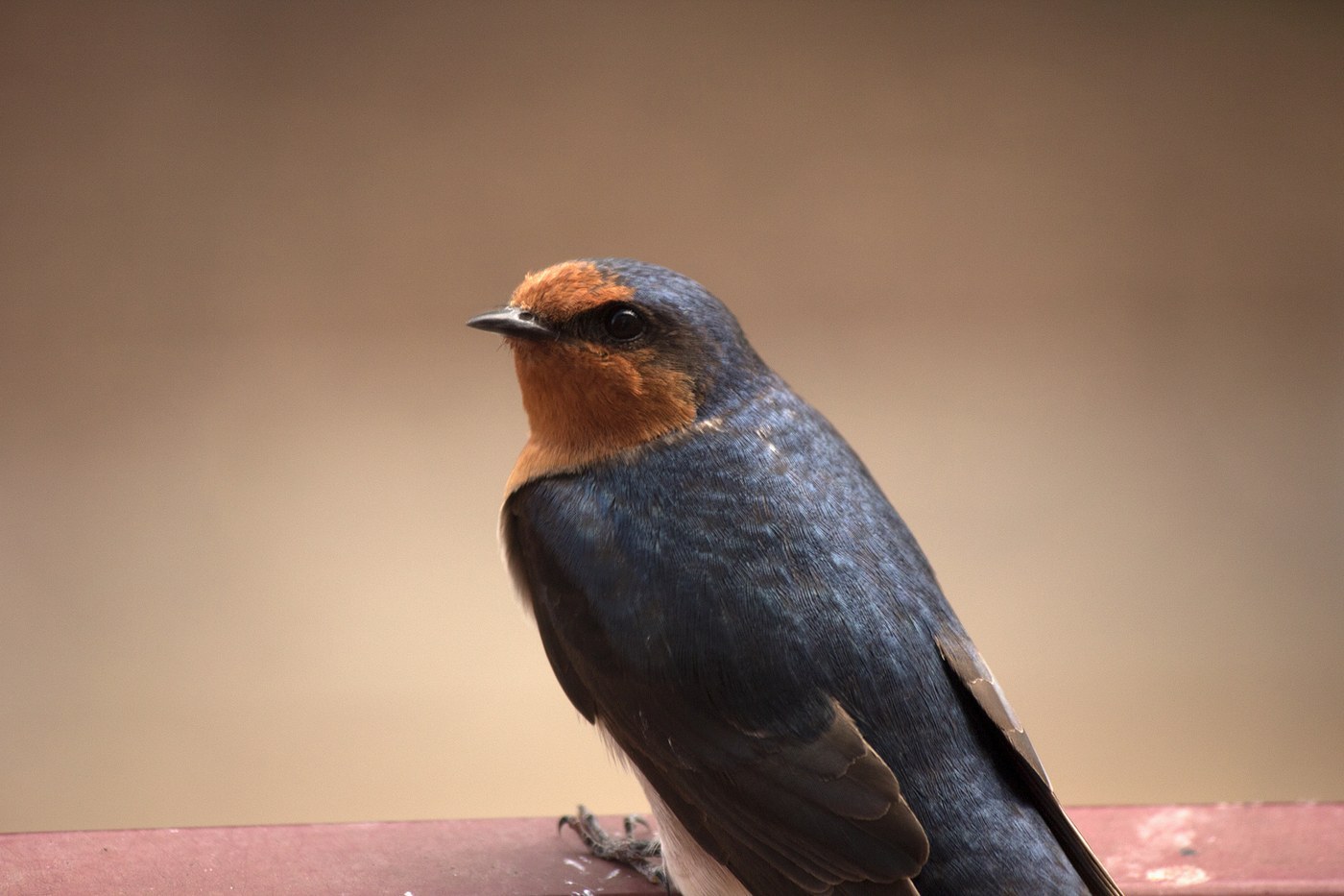 Welcome Swallow (Hirundo neoxena)