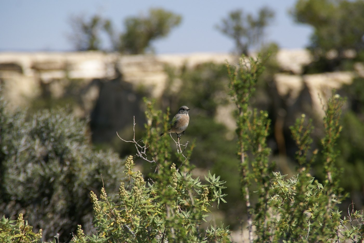 Western Bluebird (Sialia mexicana)