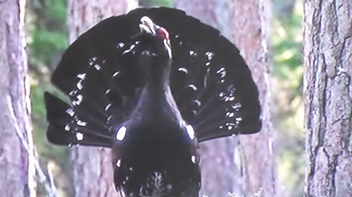 Western Capercaillie