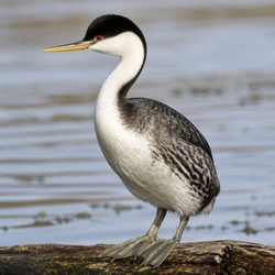 Western Grebe Identification Guide