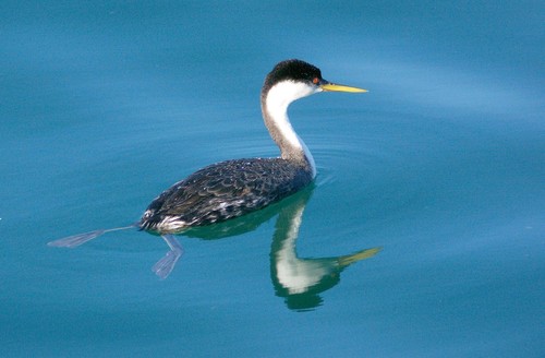 Western Grebe
