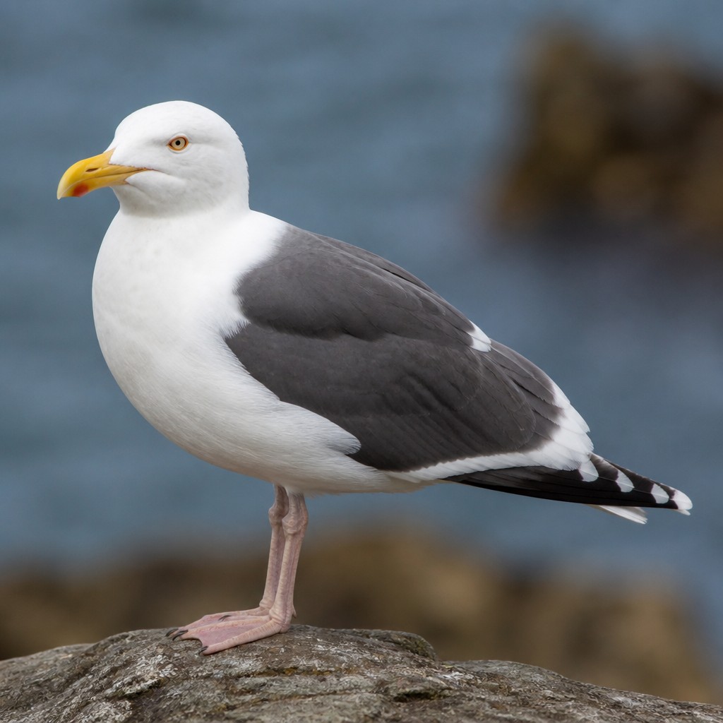 Western Gull