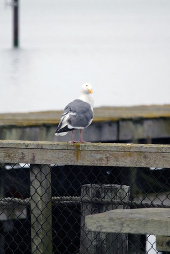 Western Gull