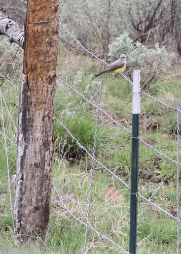 Western Kingbird