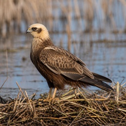 Western Marsh Harrier Identification Guide