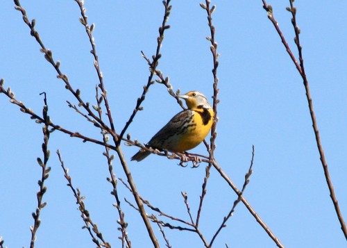Western Meadowlark