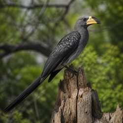 Western Plantain-eater Identification Guide