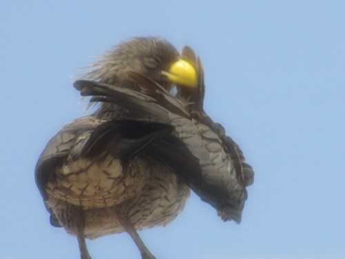 Western Plantain-eater