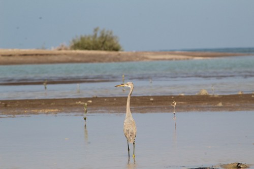 Western Reef-Heron