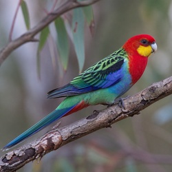 Western Rosella Identification Guide