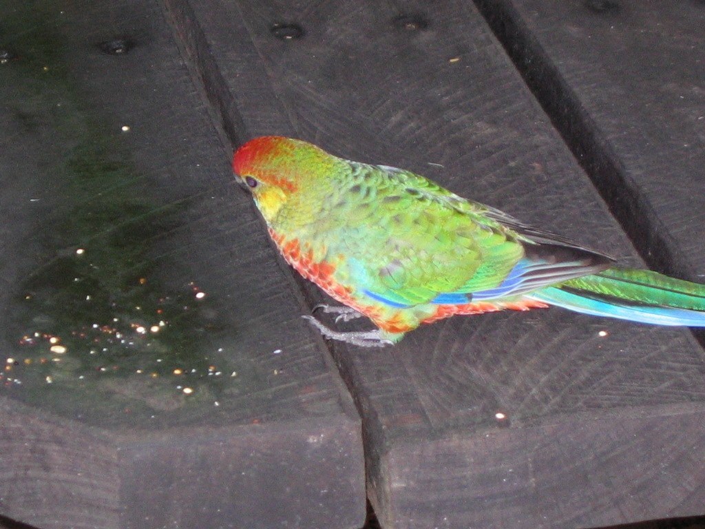 Western Rosella Identification Guide